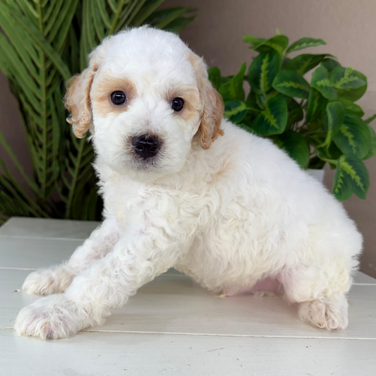 Micro-Goldendoodle-Breeder