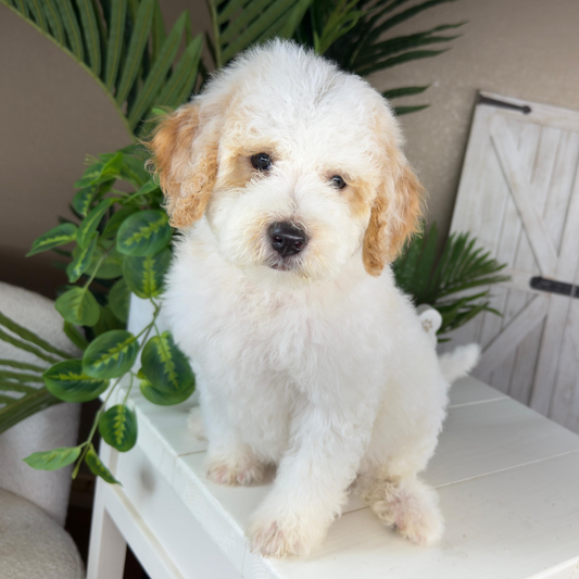 Micro-Goldendoodle
