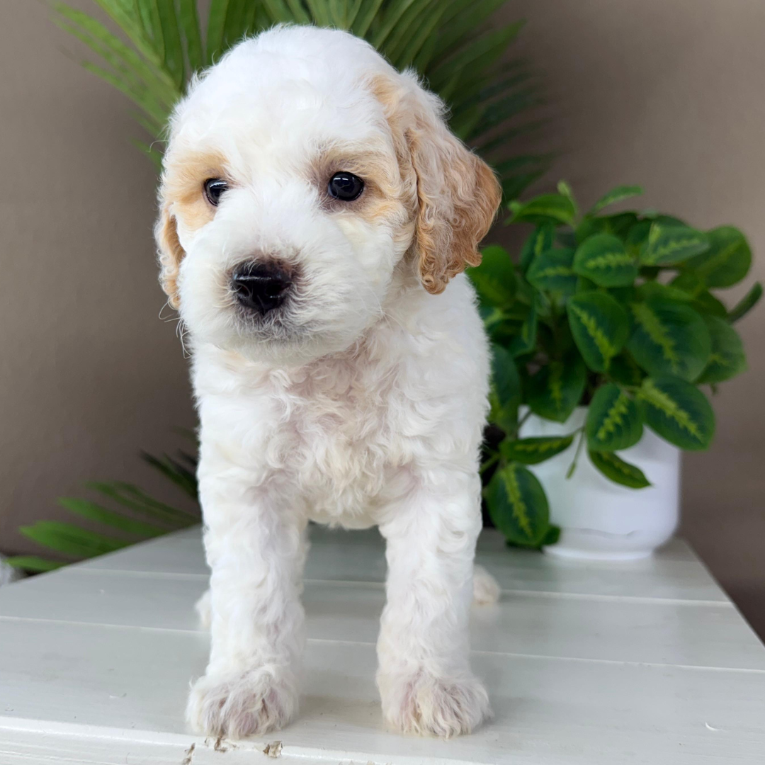 Micro-Goldendoodle-Breeder