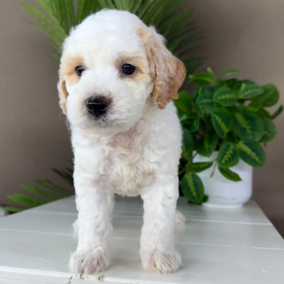 Micro-Goldendoodle-Breeder