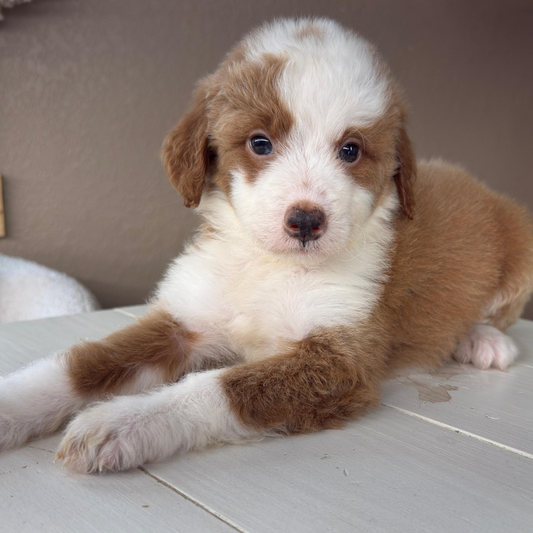 Micro-Bernedoodle