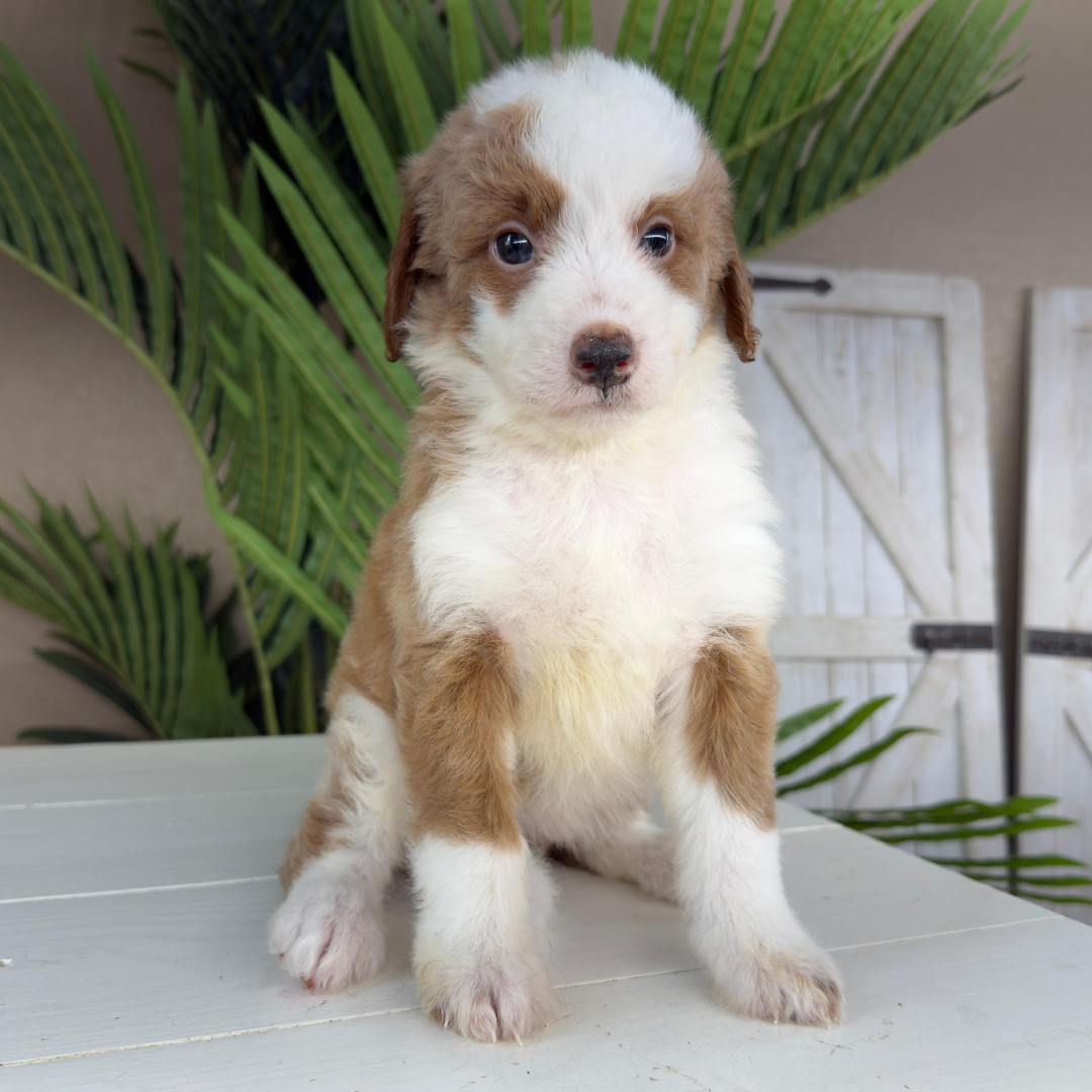 Micro-Bernedoodle