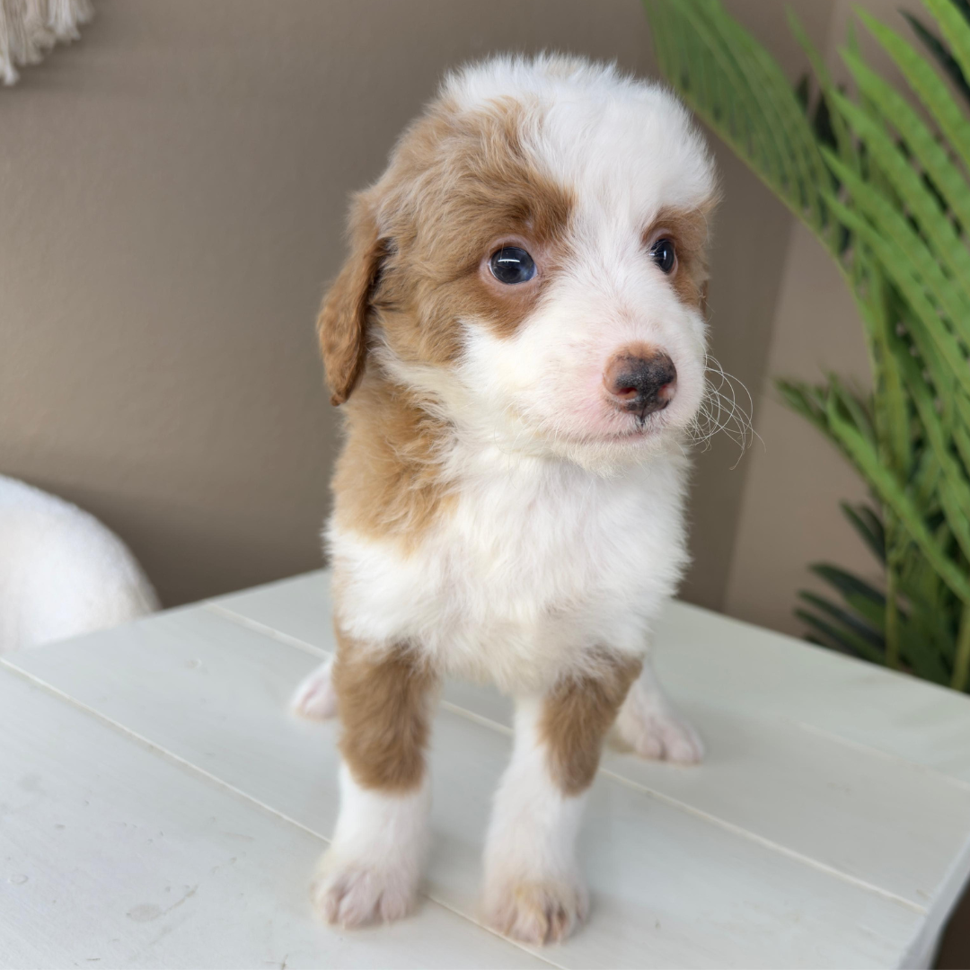 Micro-Bernedoodle