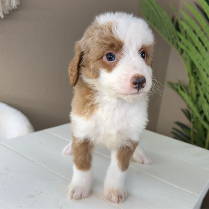 Micro-Bernedoodle