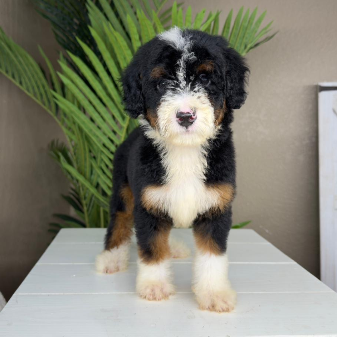 Micro-Bernedoodle-Breeder
