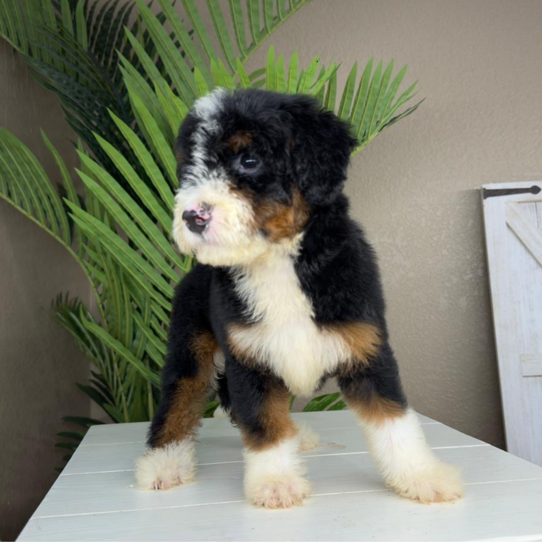 Micro-Bernedoodle-Breeder