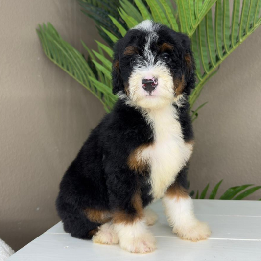 Micro-Bernedoodle-Breeder