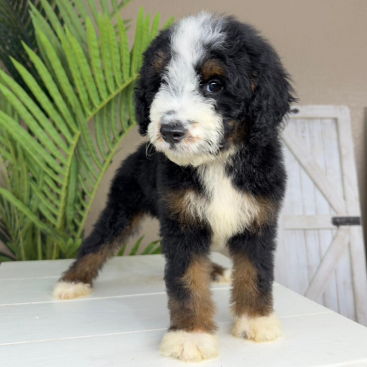 Micro-Bernedoodle-Breeder
