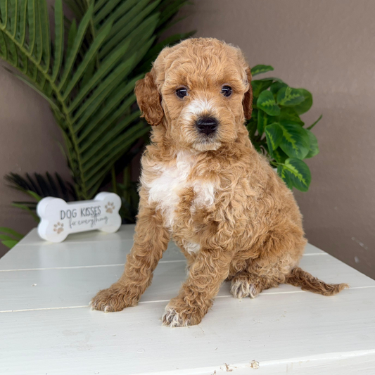 Micro-Goldendoodles
