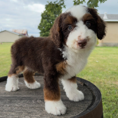 Chocolate-Tricolor-Bernedoodle