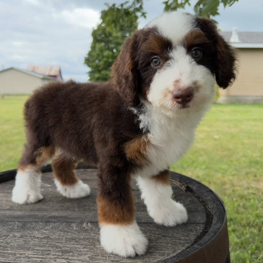 Chocolate-Tricolor-Bernedoodle