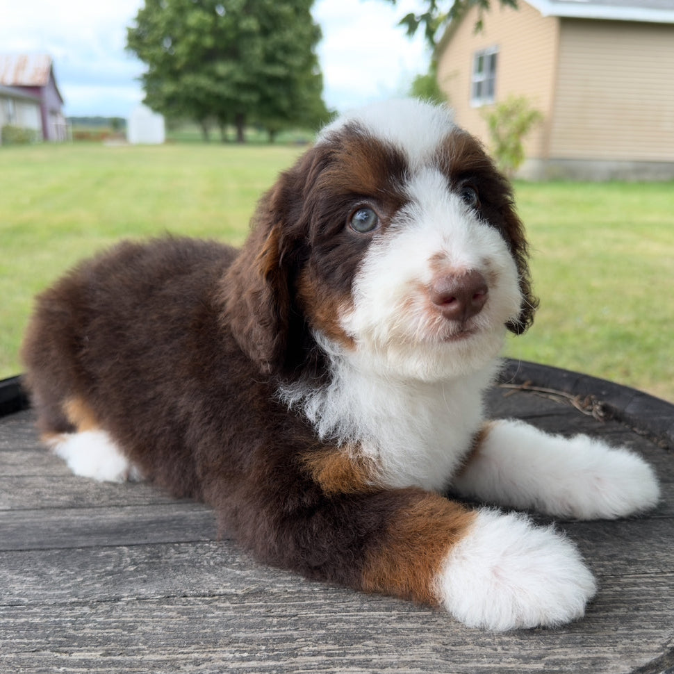 Chocolate-Tricolor-Bernedoodle