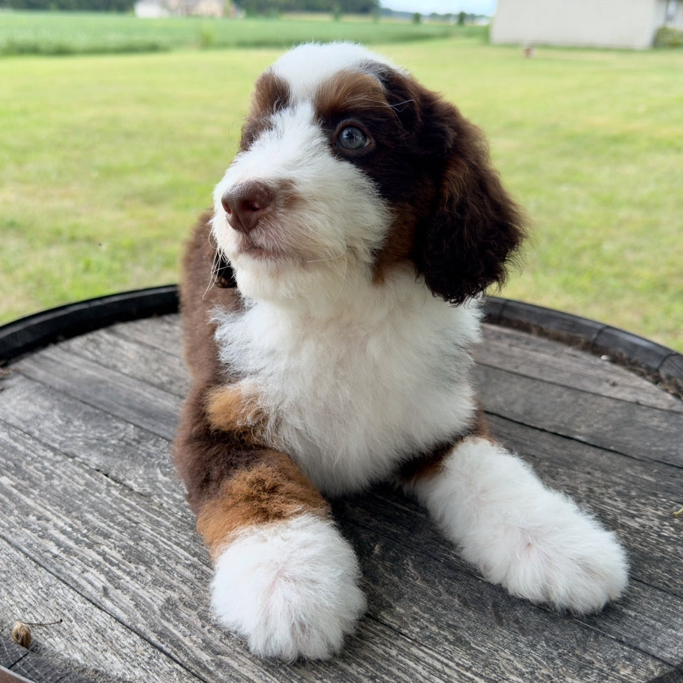 Chocolate-Tricolor-Bernedoodle