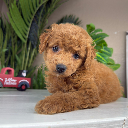 Micro-Goldendoodle-Puppies