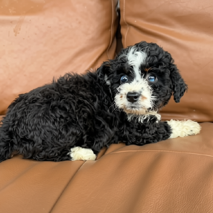 Micro-Bernedoodle