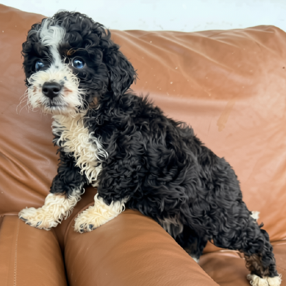 Micro-Bernedoodle