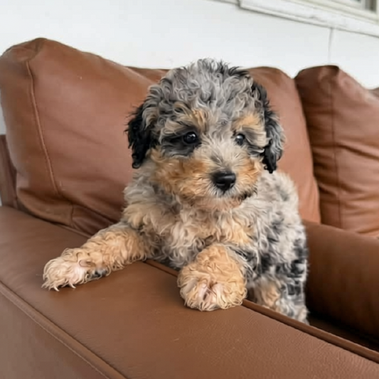 Merle-Bernedoodle