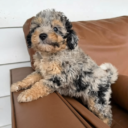 Merle-Bernedoodle