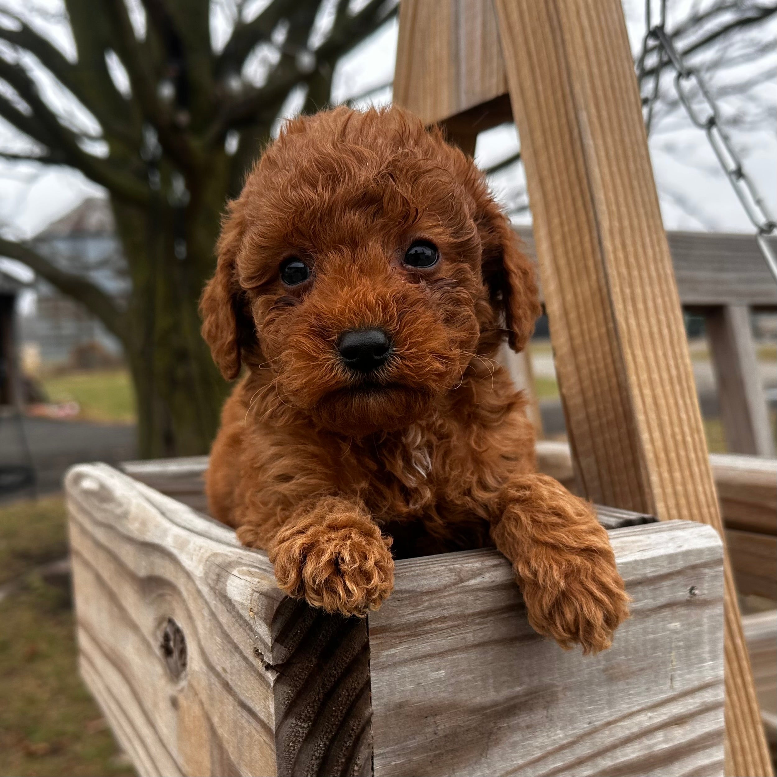 Micro-Goldendoodle-Puppy