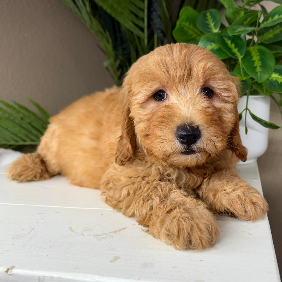 Best-Goldendoodle-Breeder