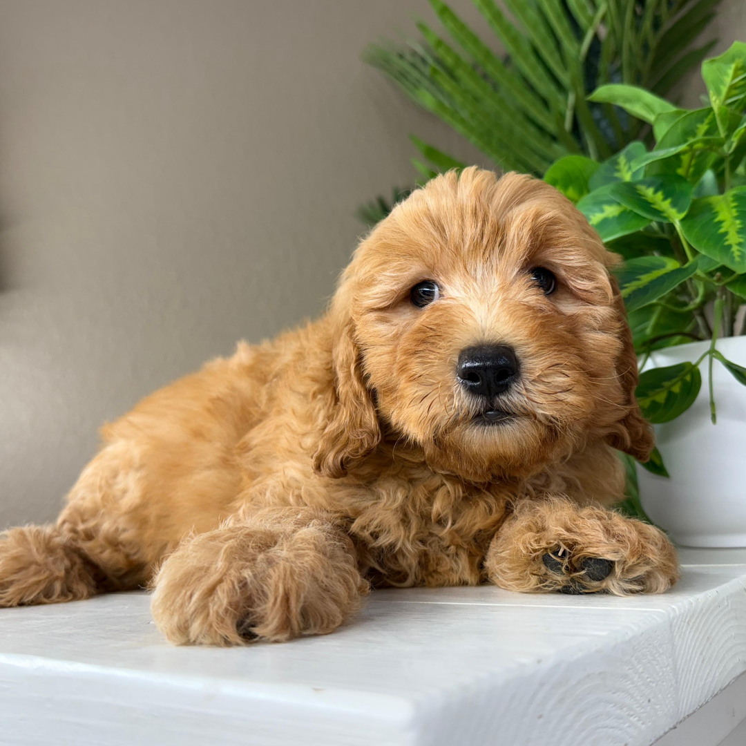 Best-Goldendoodle-Breeder