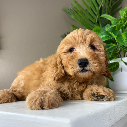 Best-Goldendoodle-Breeder
