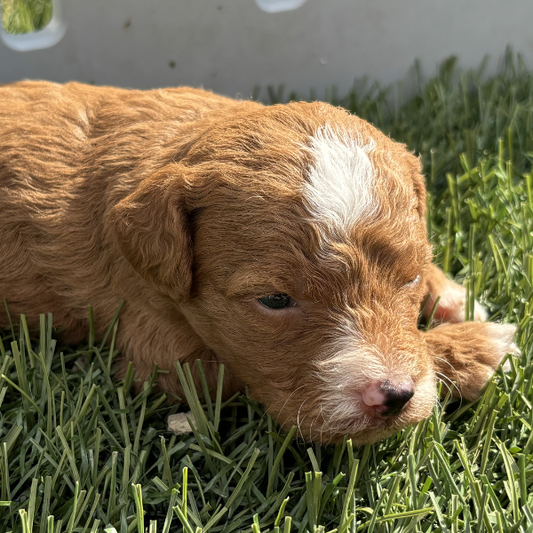 Micro-Goldendoodle-Puppy