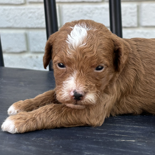 Micro-Goldendoodle-Puppy
