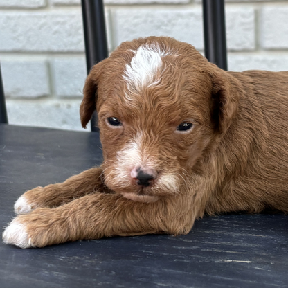 Micro-Goldendoodle-Puppy