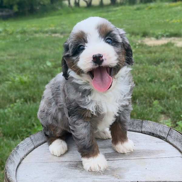Merle-Bernedoodle