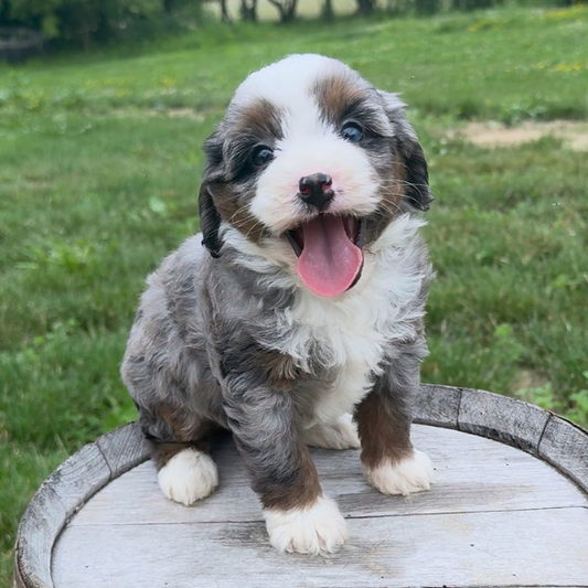 Merle-Bernedoodle
