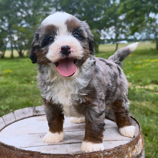Merle-Bernedoodle