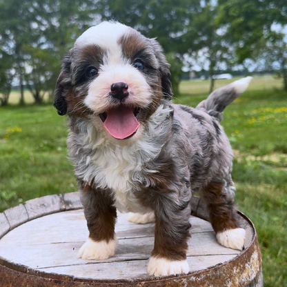 Merle-Bernedoodle