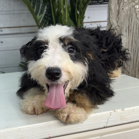 Bernedoodle-Puppy-For-Sale