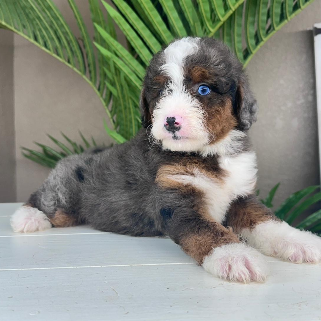 Merle-Mini-Bernedoodle