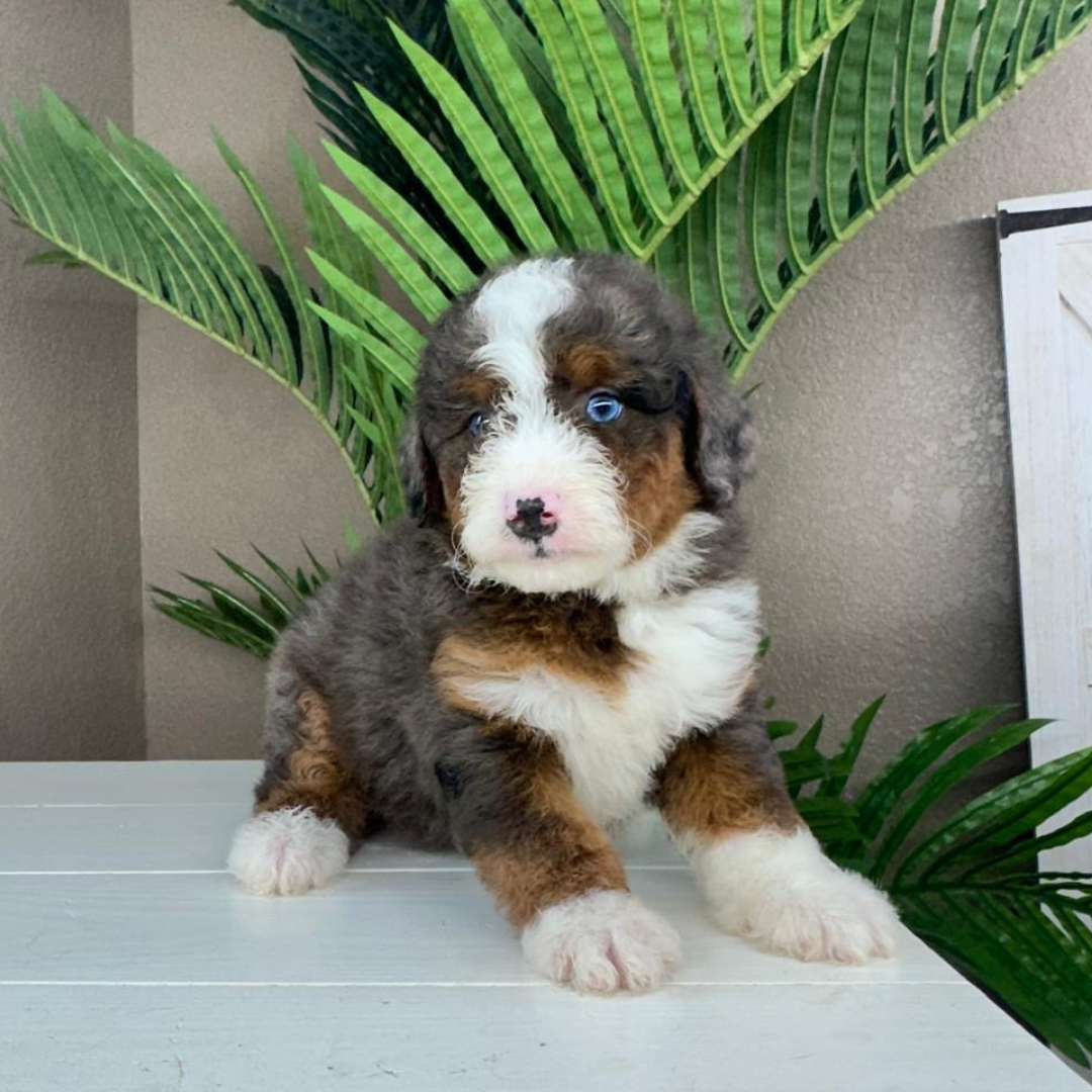 Merle-Mini-Bernedoodle