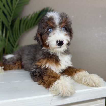 Merle-Bernedoodle
