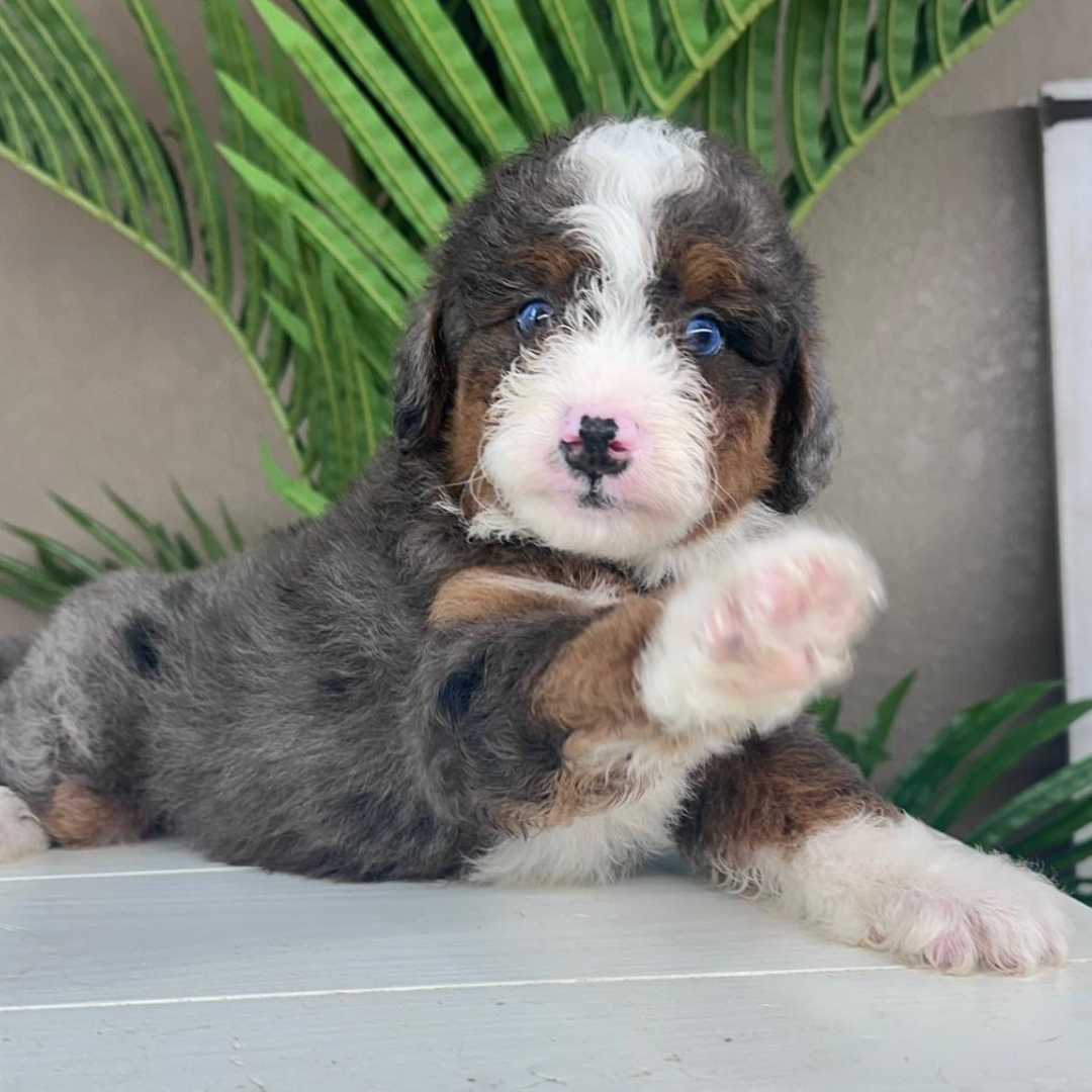 Merle-Mini-Bernedoodle