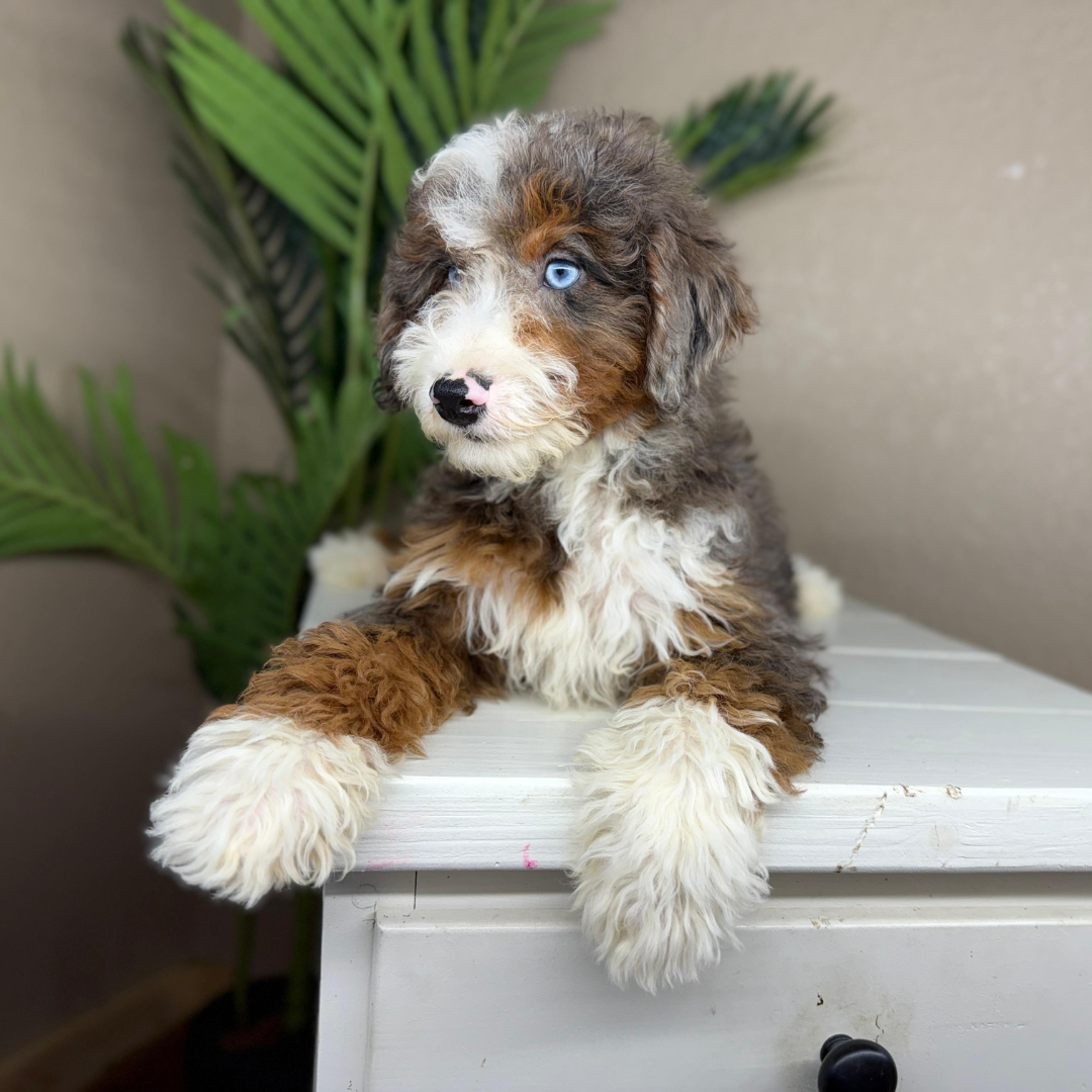 Merle-Bernedoodle