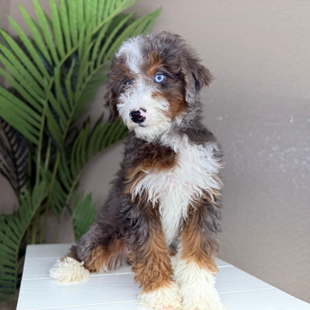 Merle-Bernedoodle