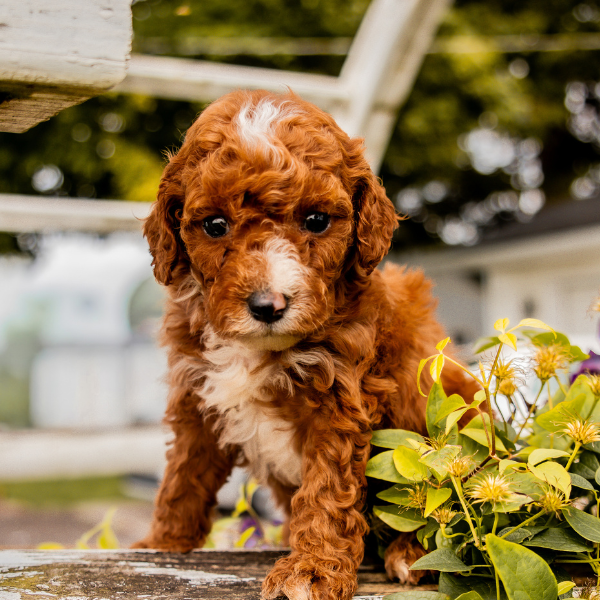 Goldendoodle-Puppy