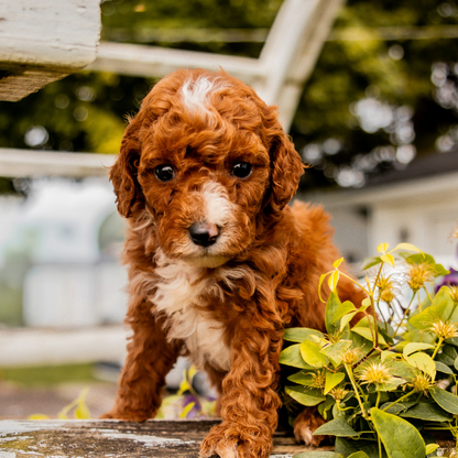 Goldendoodle-Puppy