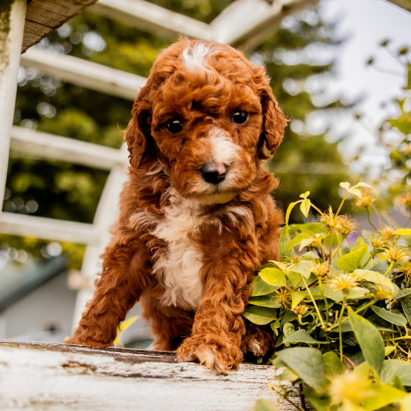 Goldendoodle-Puppy
