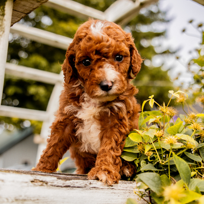 Goldendoodle-Puppy