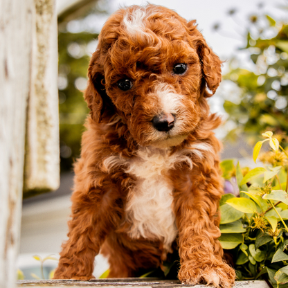 Goldendoodle-Puppy
