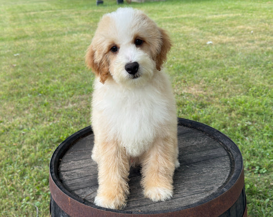 Luca