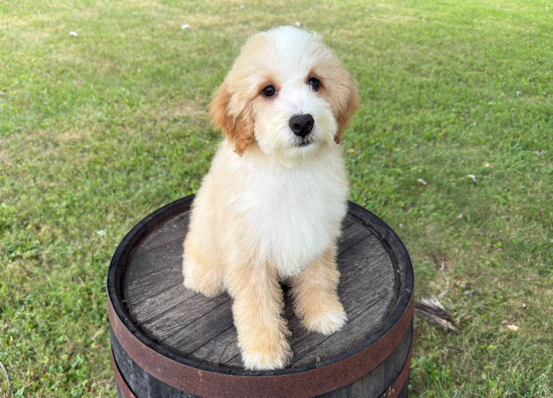 Luca