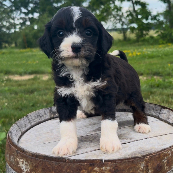 Micro-Bernedoodle