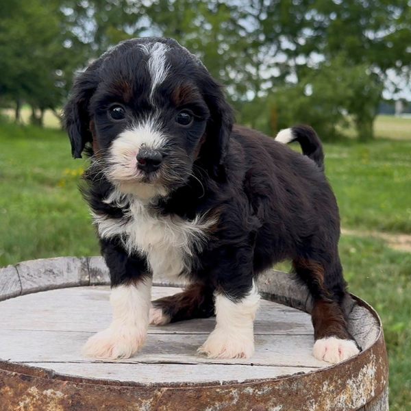 Micro-Bernedoodle