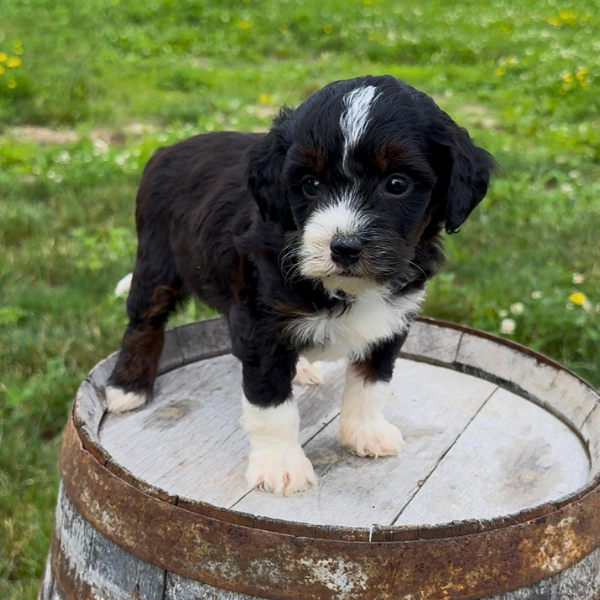Micro-Bernedoodle
